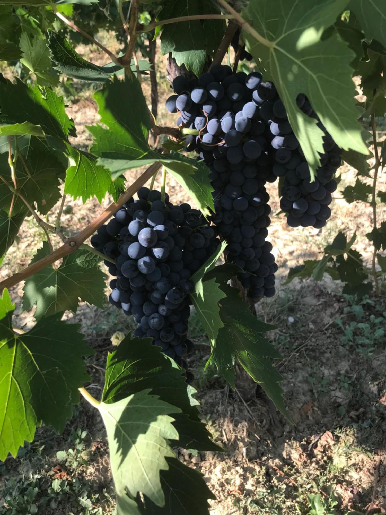 Agriturismo Cerquatonda Montalto delle Marche Luaran gambar