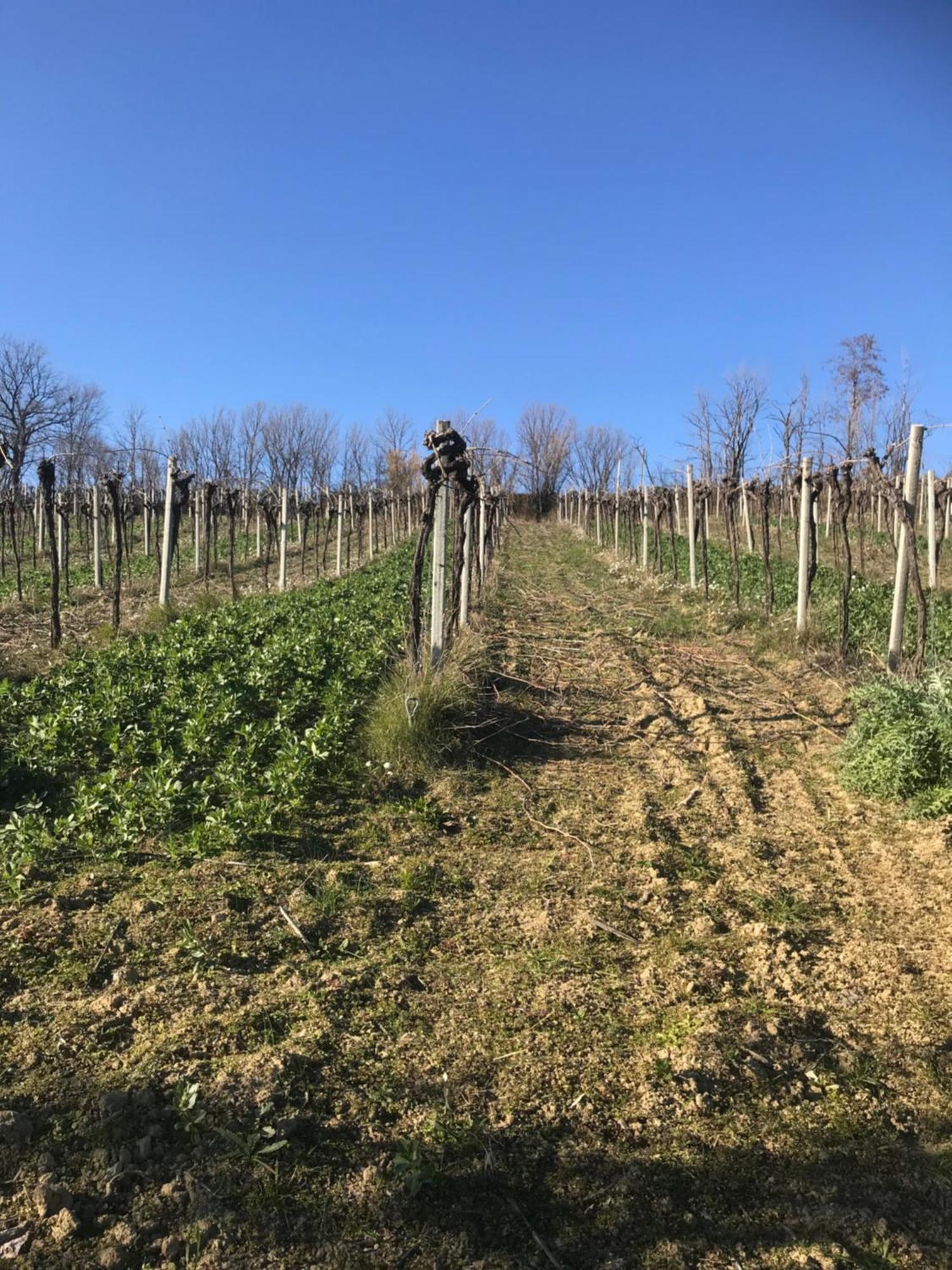 Agriturismo Cerquatonda Montalto delle Marche Luaran gambar