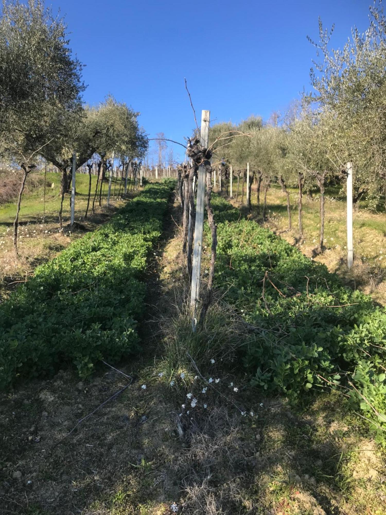 Agriturismo Cerquatonda Montalto delle Marche Luaran gambar